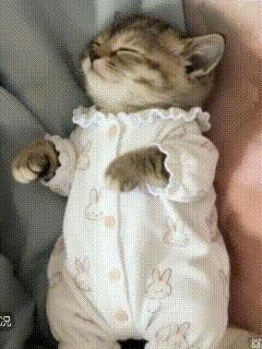 我怕老爸孤单，就想他养只猫。
他说他一点都不孤单。
我把猫宝给他安排上。就想看看