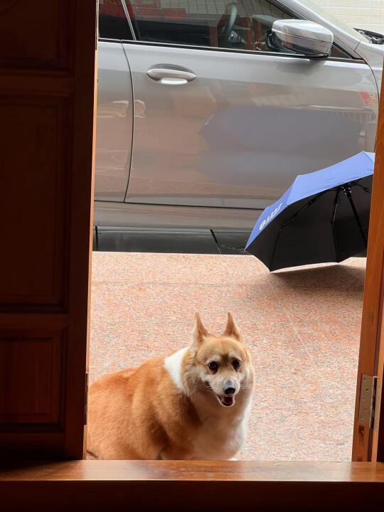 咋一眼看我还以为村里养了一只海豹