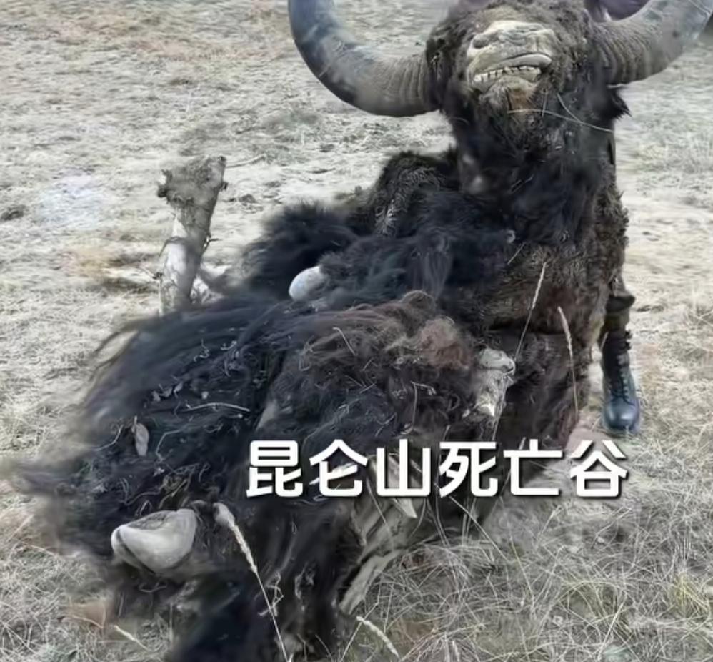 昆仑山死亡谷的牦牛