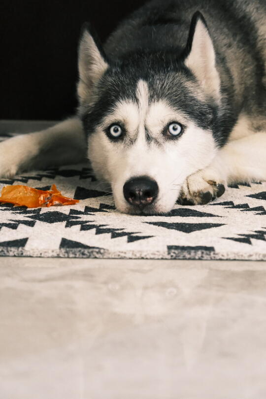 给他一根火腿肠你就会得到这么一组照片