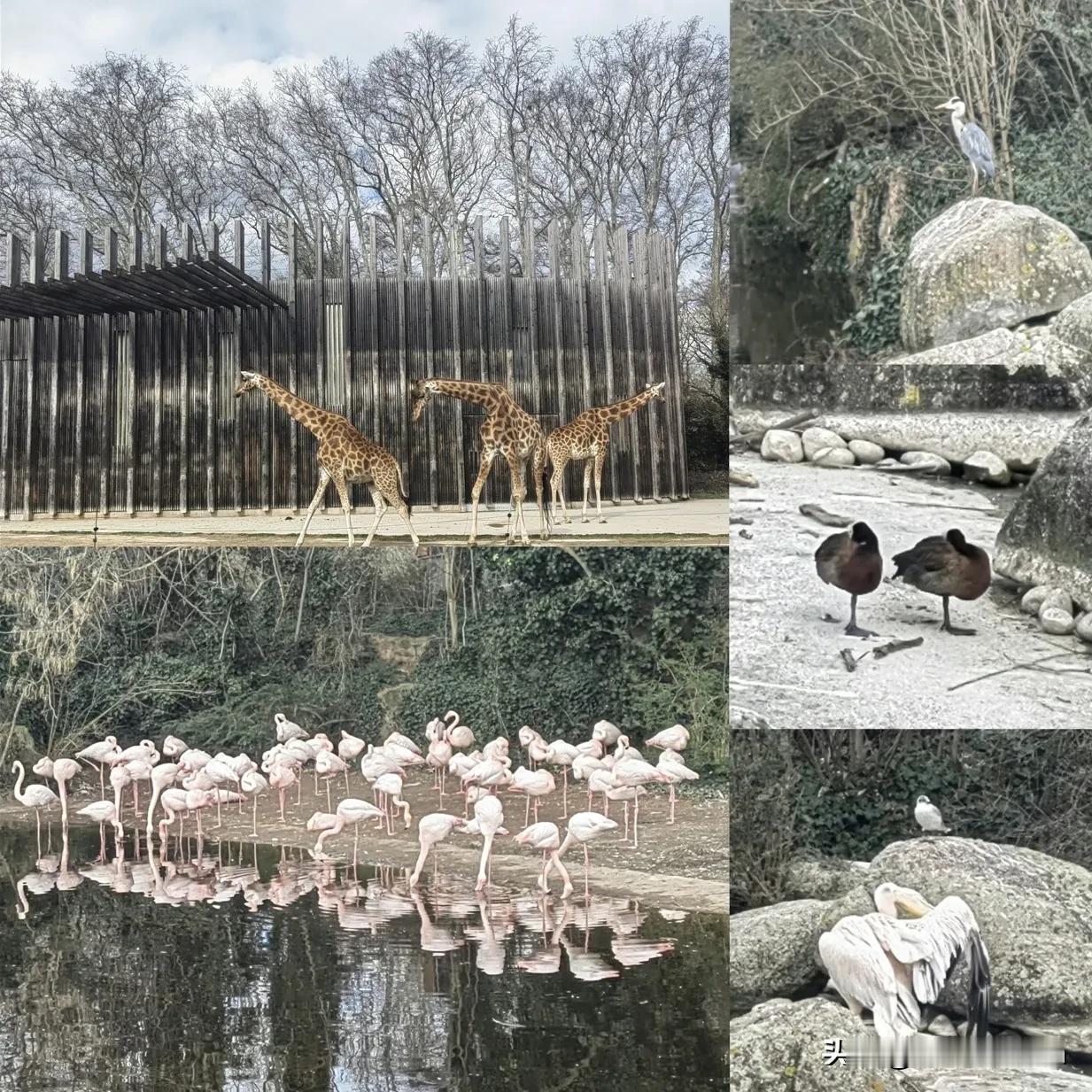 里昂动物园游记｜城市公园里的小动物世界
在里昂金头公园（Parc de la T