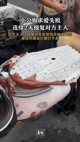 “简直成精了！”安徽合肥，小区里的花狗多次向柯基求爱都没成功，没想到这小花狗竟然
