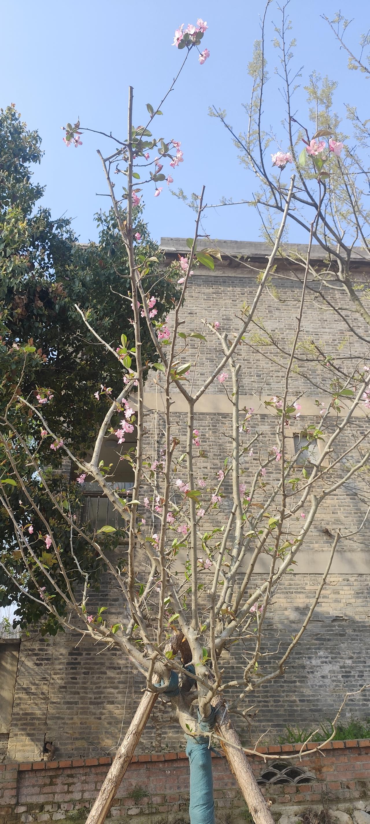 春日里，一棵海棠树悄然绽放。粉嫩的花朵点缀在光秃的枝头，像害羞的少女轻启笑颜。背