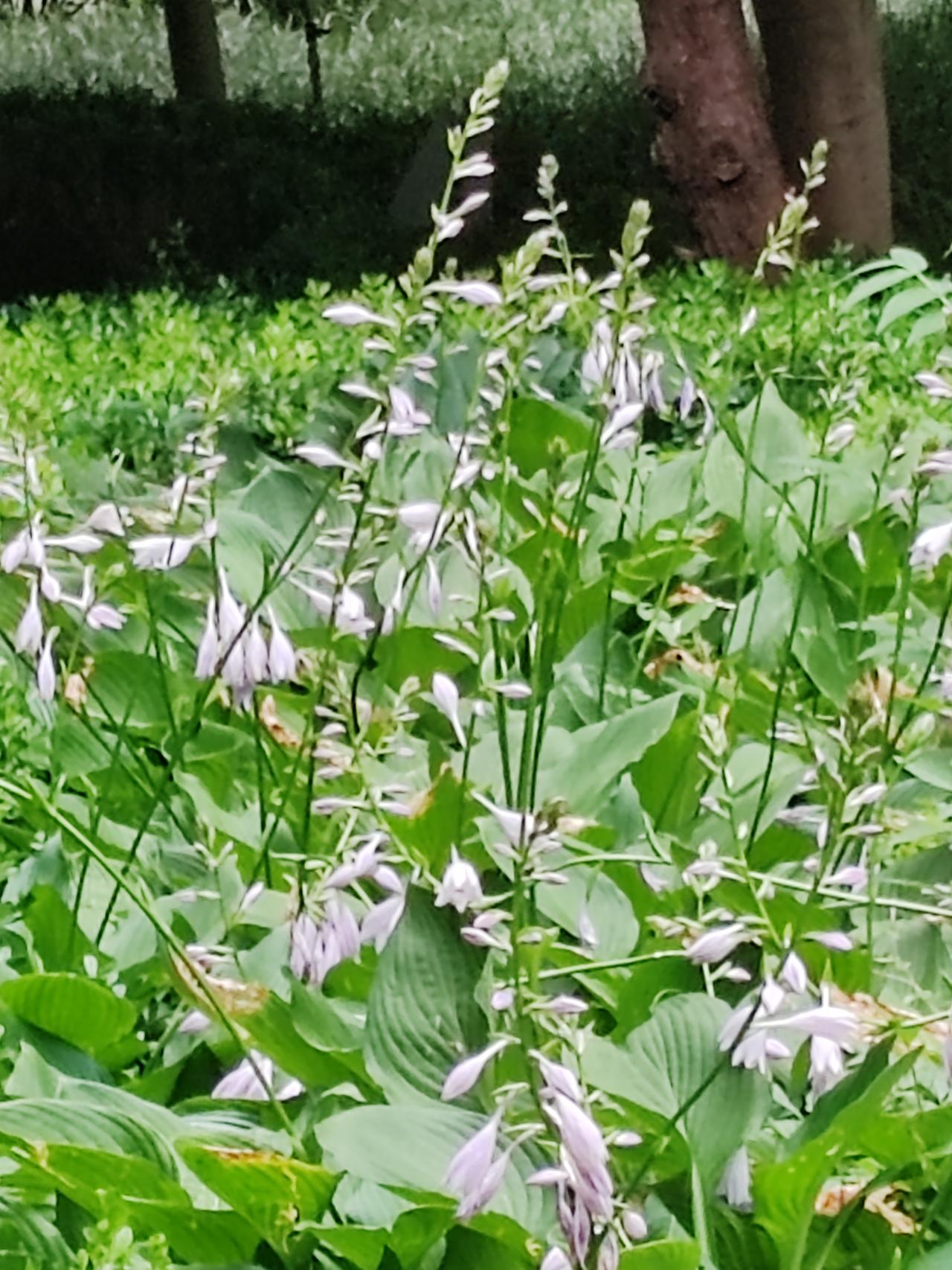 夏日美景随拍《玉簪花》芒种时节雨水飞，浓密大树遮凉荫。玉簪丛丛不寂寞，开出花儿现