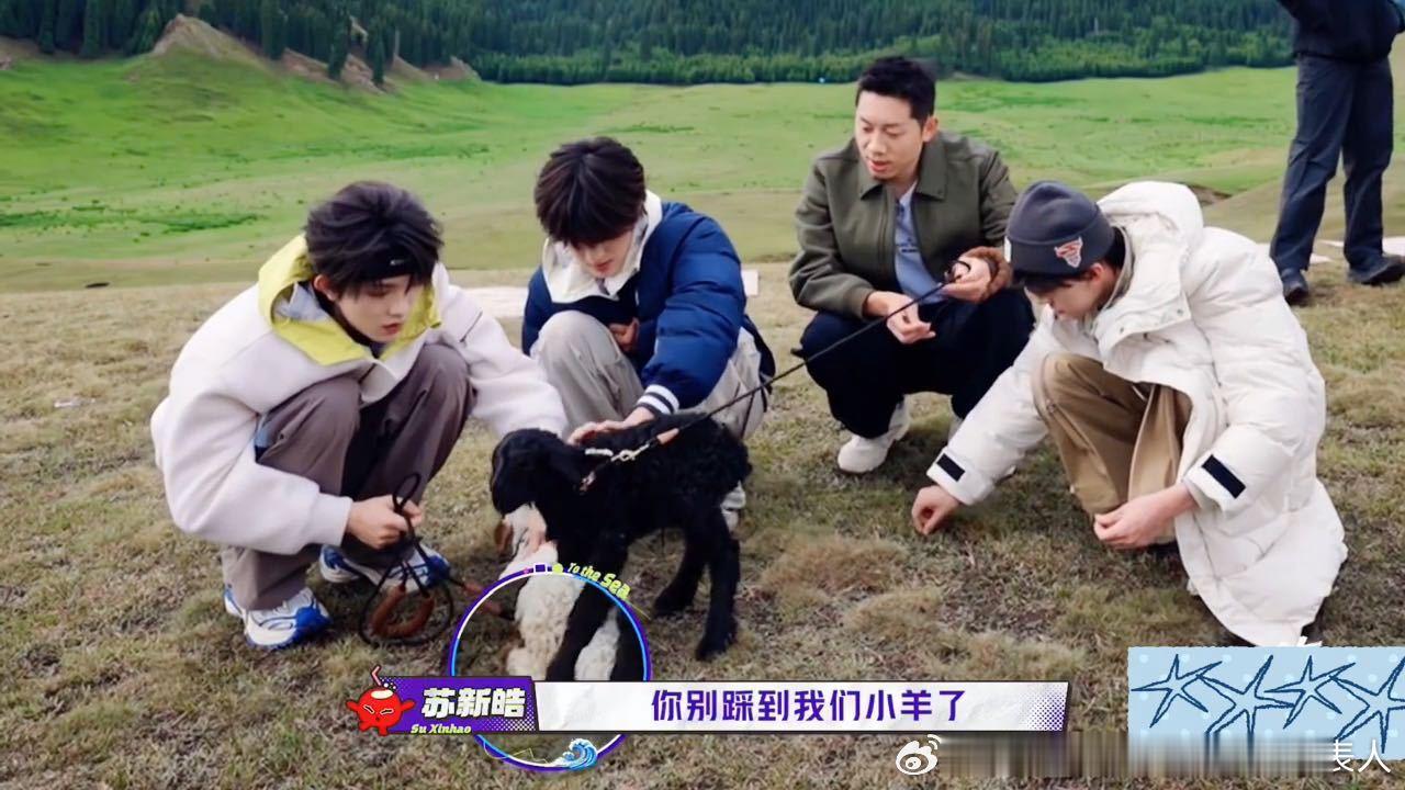 苏新皓护犊子一路向海的少年 小苏对自己的羊护得紧，别人羊一踩过来就赶，还说人家不