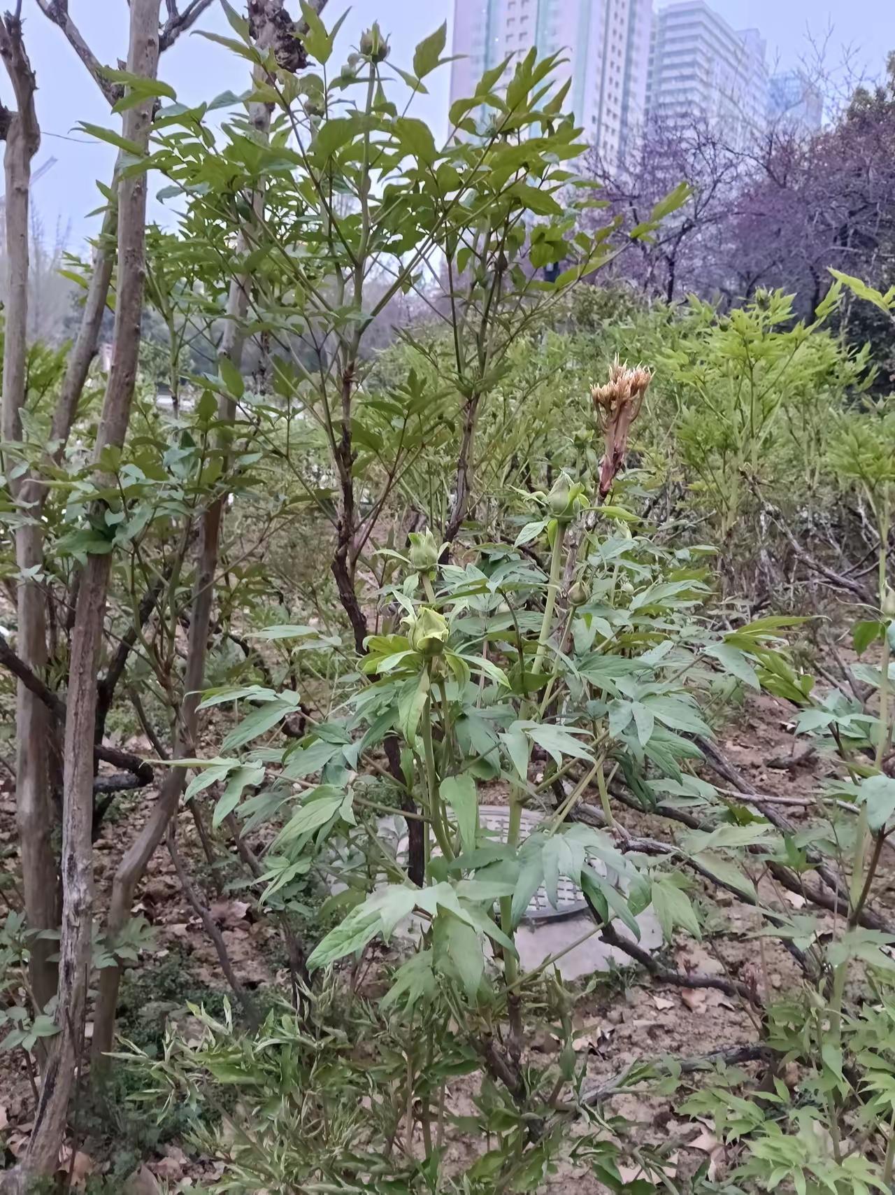 网上这段奇葩对话看得人又气又好笑，日裔美国人妄谈日本侵占台湾，美国网友颠倒历史乱