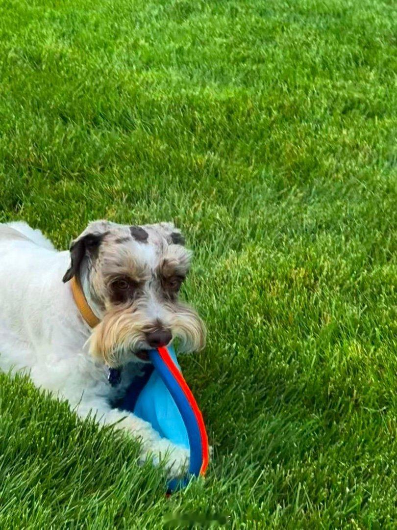 吉哥玩frisbee    乖妈摄影 