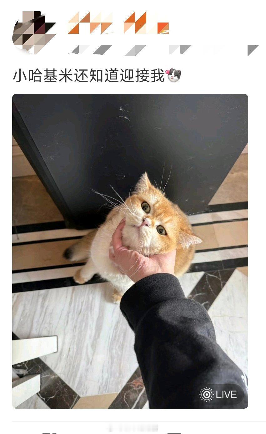 真嘟假嘟，为什么茂密有一股好不情愿的样子竞浪大会2025pel