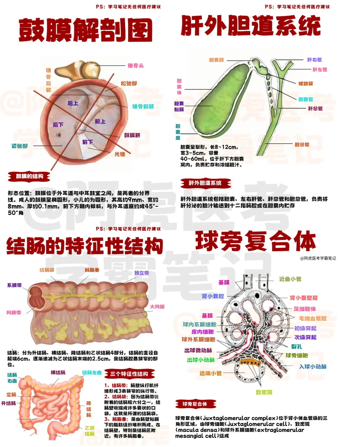 医学生笔记📒｜系统解剖学8👆