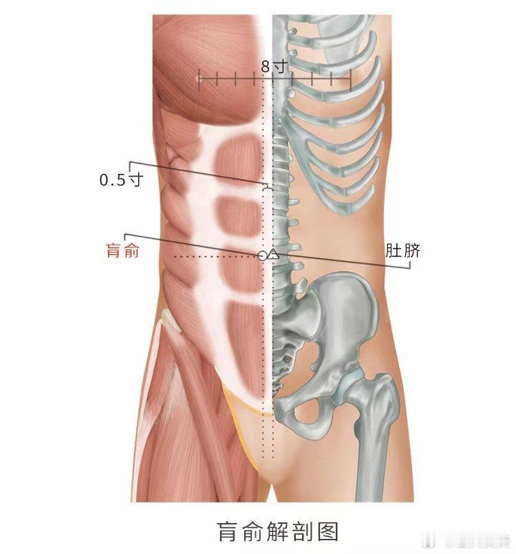  盲俞穴精准取穴：在腹部，脐中旁开0.5寸。功效：理气止痛，润燥通便，止泻。主治