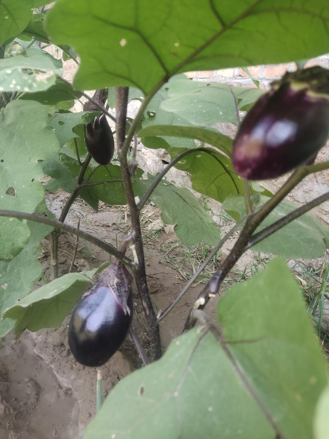回老家之后，深刻感受到还是老家好。就拿吃菜来说，到院子里一摘就行，绝对新鲜、无公