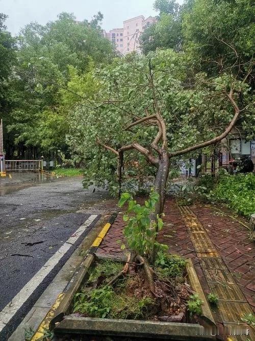 今天在南通真实的感受了一次台风的厉害，台风“竹节草”是早上登陆的上海奉贤，南通这