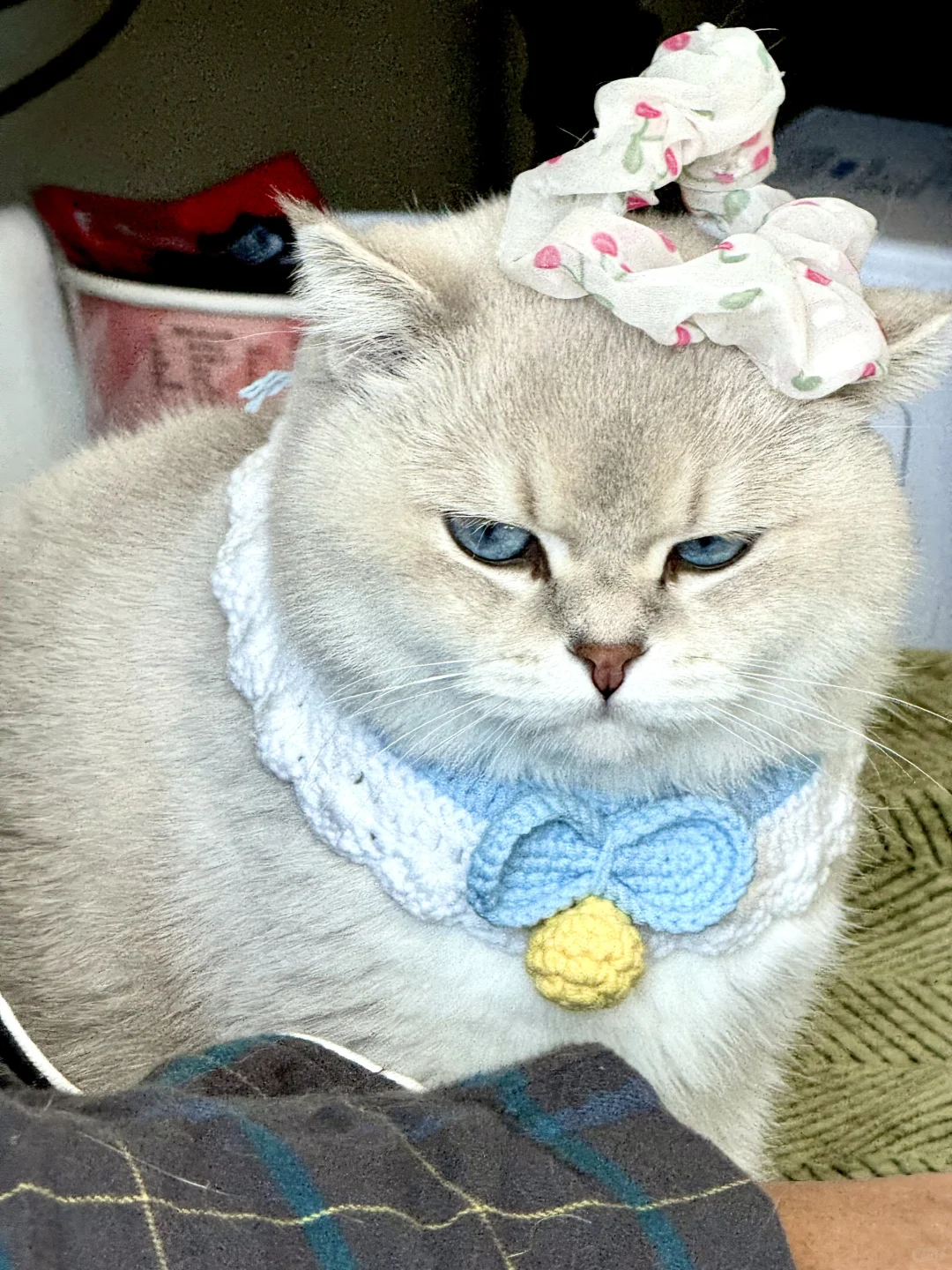 再说一遍，我不是超级大胖猫