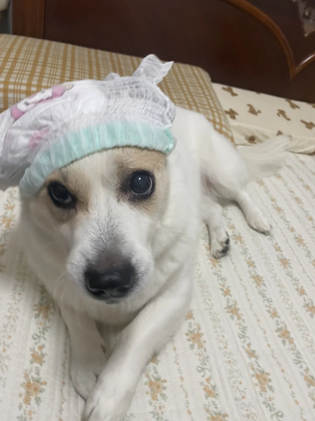 胖就胖吧，不影响我可爱