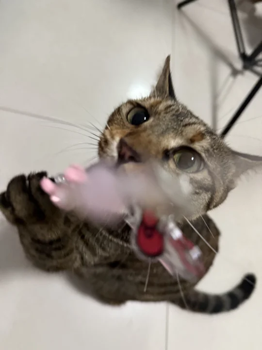 一张狸花猫神图