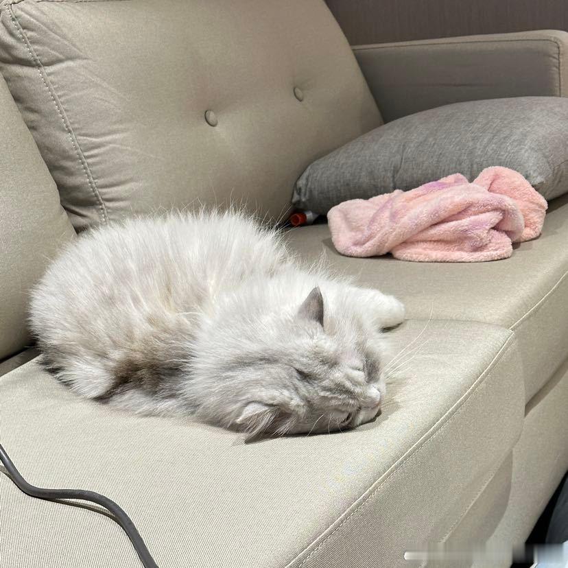 不丢一滩萌萌小丢😺 