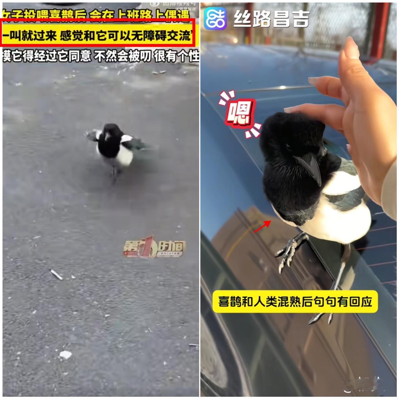 万物有灵这话！

在新疆这位女士和喜鹊身上，真的应验了！

陆女士偶然投喂了公司