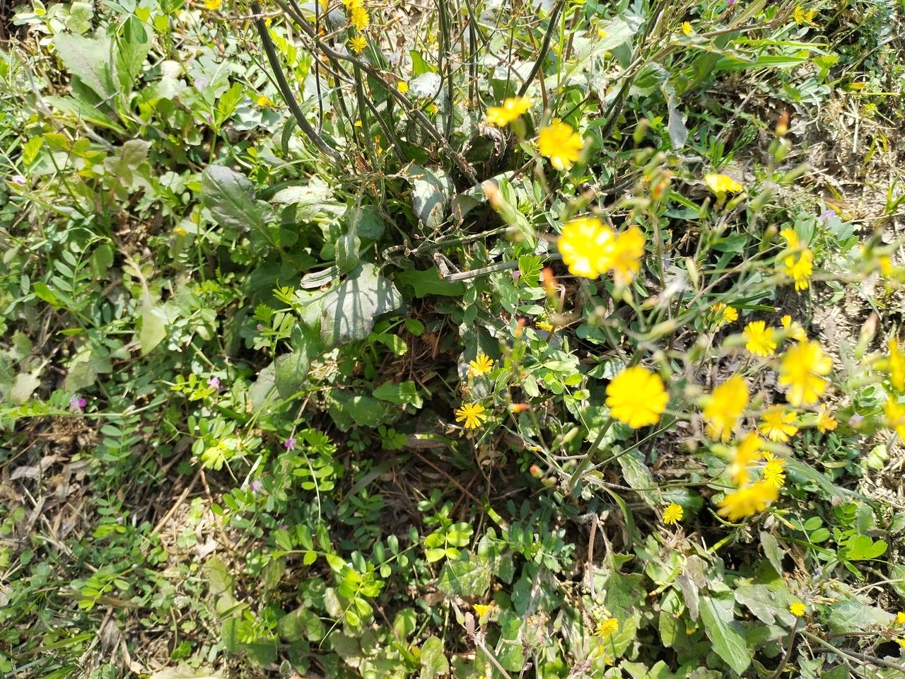 沿着乡间曲曲弯弯的小路上散步
总在不经意间
被路边上那不起眼的朵朵小花轻轻打动