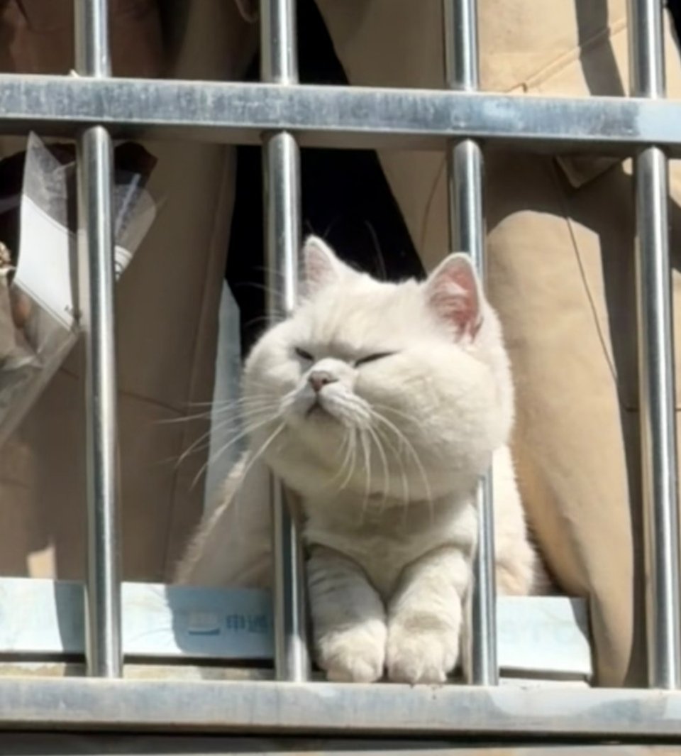 萌宠 抬头一个大白馒头出来晒太阳了 