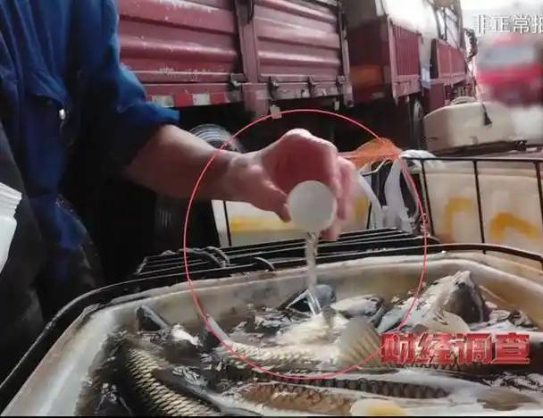 水产市场黑幕曝光，活鱼注麻药藏剧毒，百姓花高价被坑惨还伤身


日常买菜时，活蹦