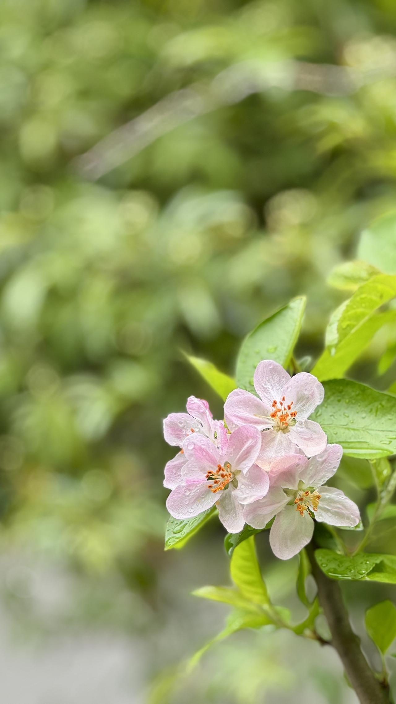 今年春天最想实现的心愿遇见一树花开，日子温柔，心事舒展，寻常时光皆有暖意。