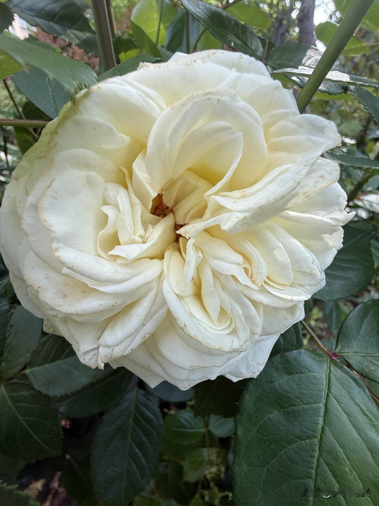 【小对联】
上：公演；
下：……？