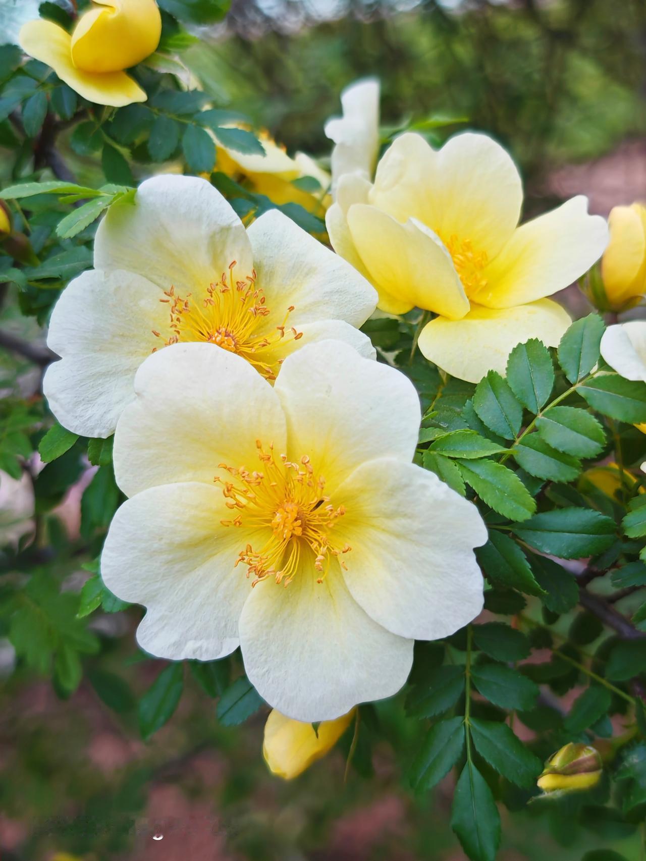 潞阳桥西路的刺梅花真的太惊艳了！路过那儿的时候，一眼就被它们吸引。刺梅花枝干上带