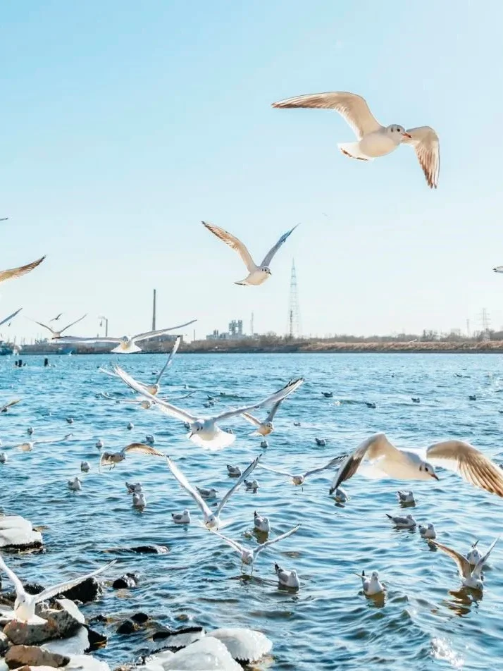 天津滨海新区海鸥如约而至🕊️附打卡攻略