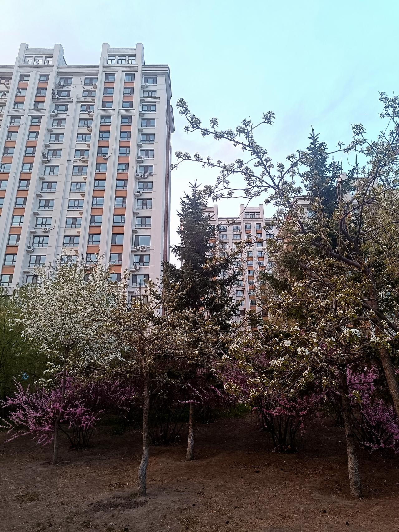 随手拍张照不必远走，家门口的公园，就装下了哈尔滨一整个春天的温柔与生机。