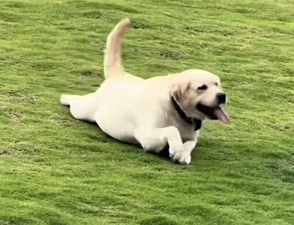 福建三明拟为伴侣动物立法，任何单位和个人禁止虐待、遗弃伴侣动物，否则将会全部依法