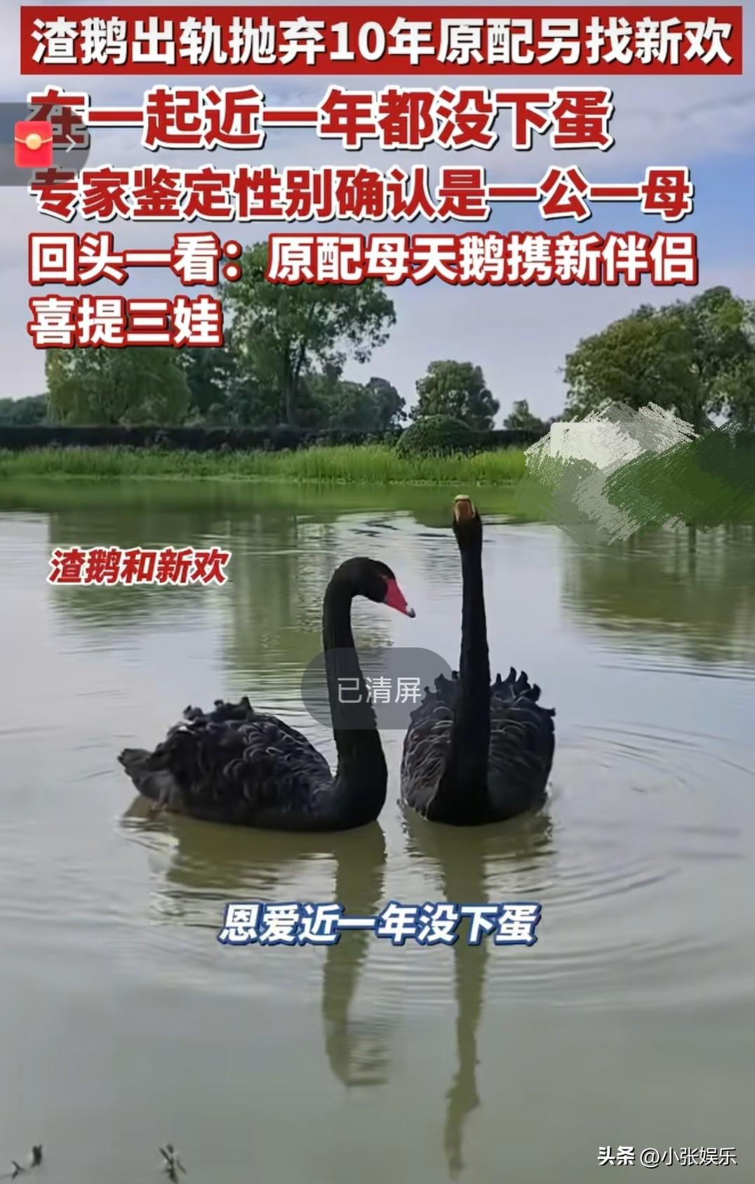 谁能想到，动物界也会上演“陈世美”戏码！江苏某景区一对相伴10年的天鹅夫妻，本该