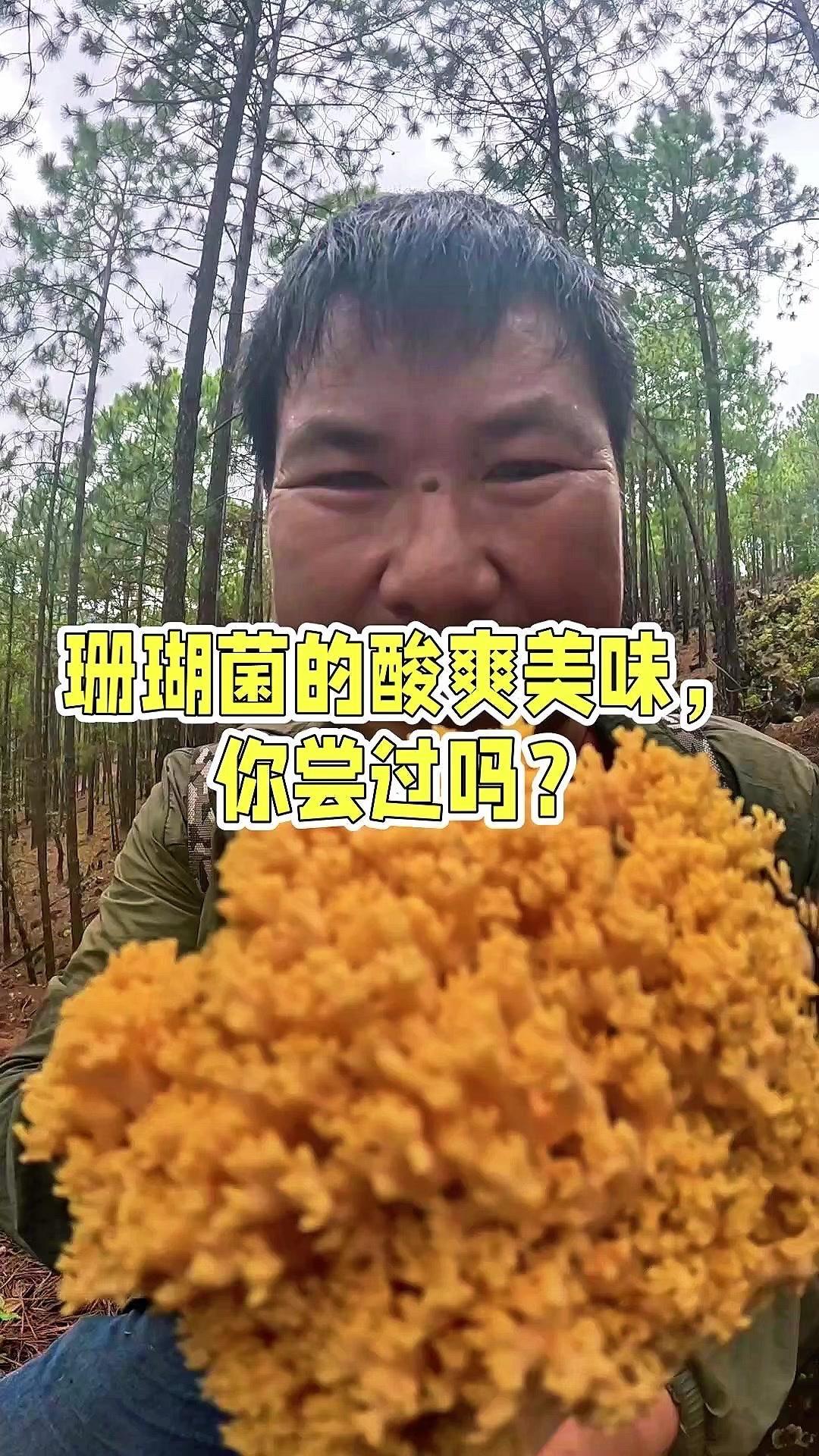 🤔云南菌子天花板？珊瑚菌你吃过吗？🐚第一次见这么多颜色的珊瑚菌！灰的、红的都