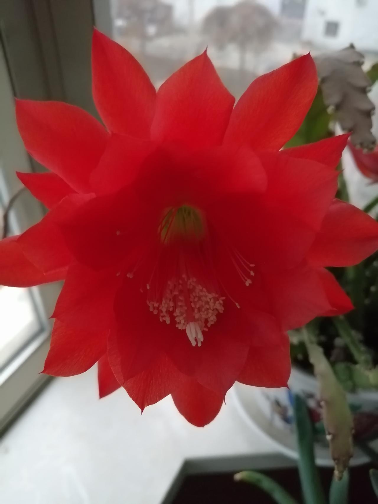 家里的令箭荷花开了，这抹红，着实治愈人心。
窗台的令箭荷花，终于不负所望，热热闹