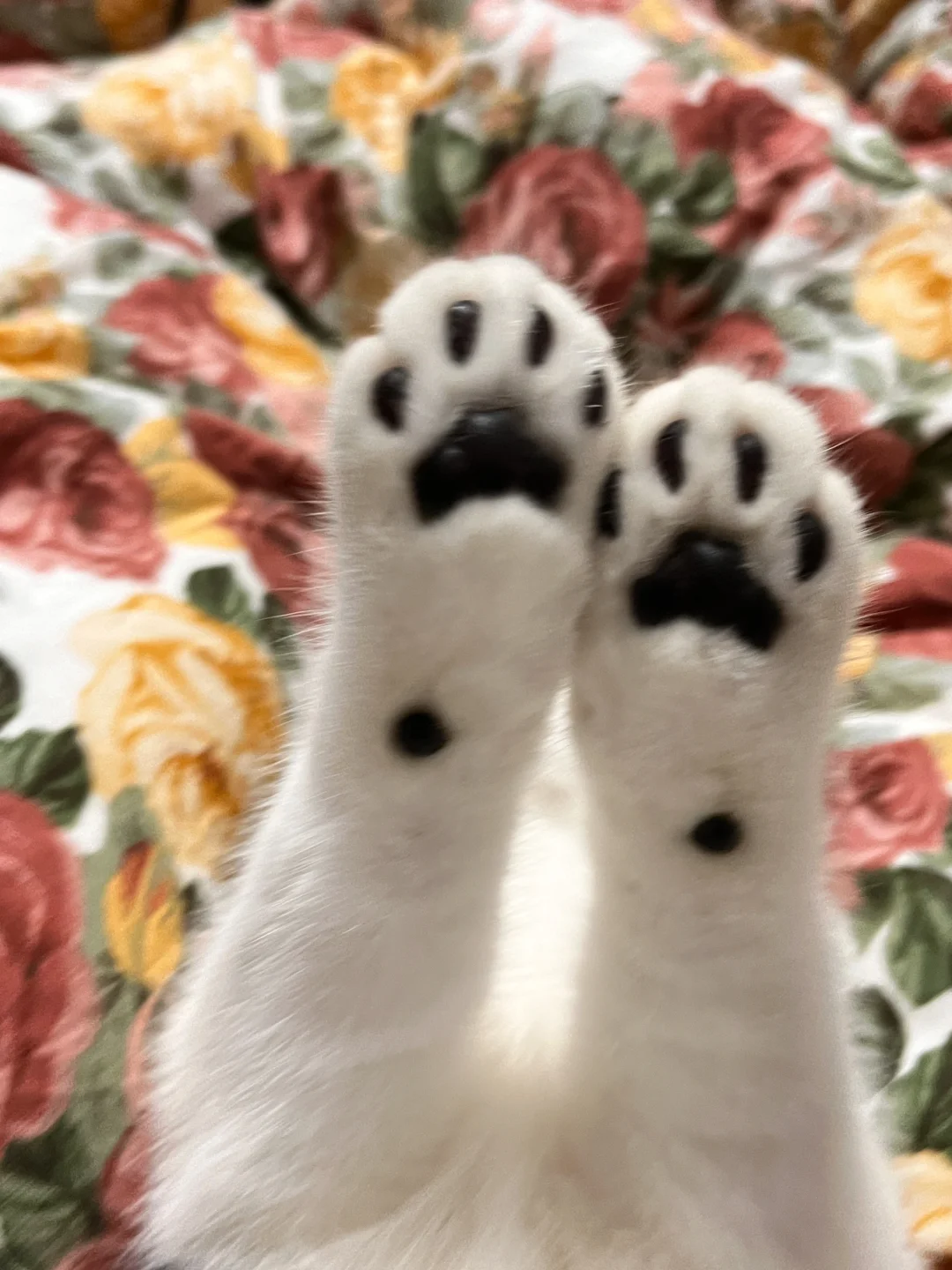 小猫jio怎么会这么黑
