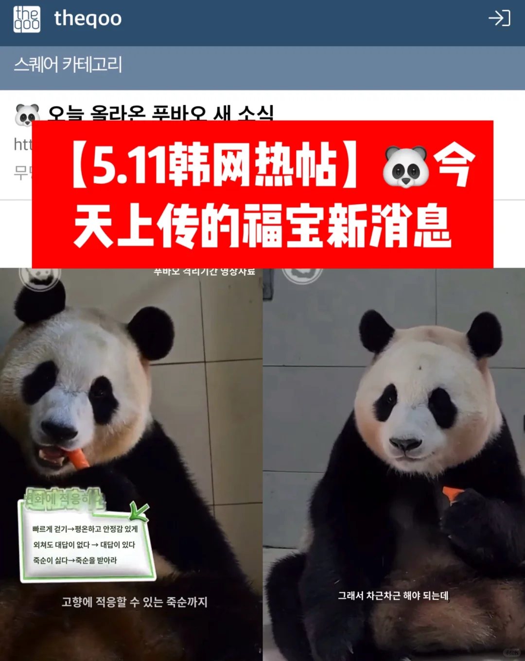 🔥 韩网热帖｜🐼5月11日上传的福宝新消息