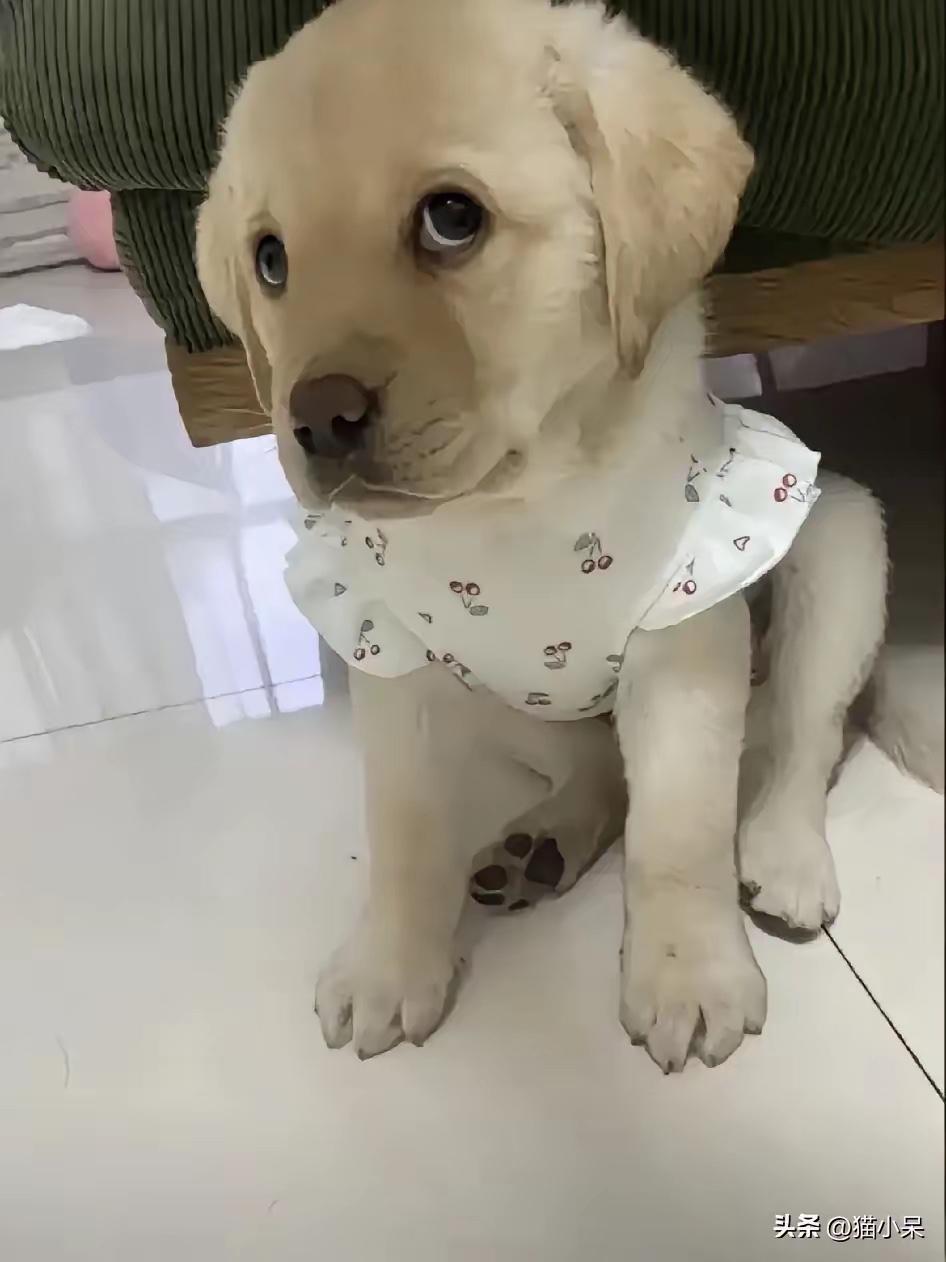 这只狗狗来我家时才3个多月大，可已经辗转了好几户人家了，差不多每家人都是养几天就