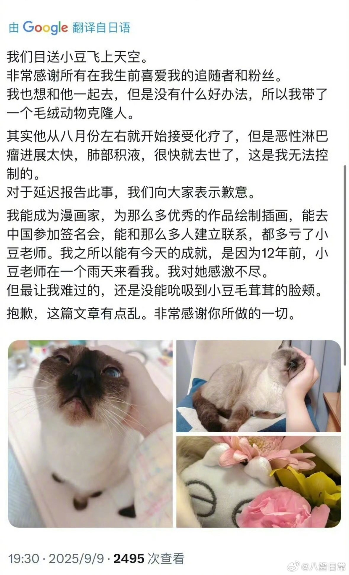 暹罗猫小豆泥患恶性淋巴瘤去喵星了暹罗猫小豆泥去世 ​​​