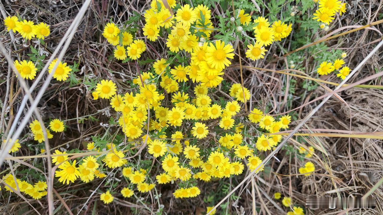 #秋日生活打卡季#山菊花