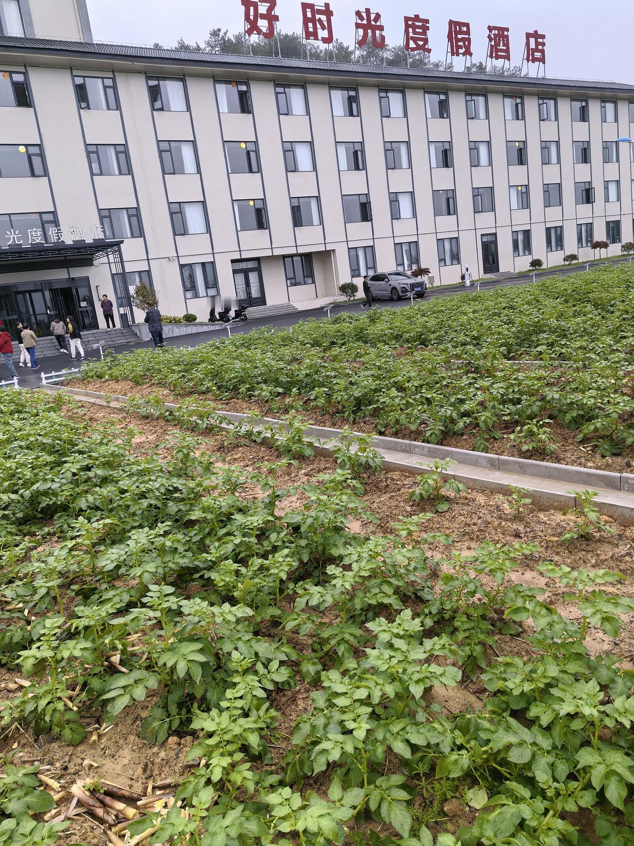 教你一个可以让土豆成倍增产的秘决！

不过！只适用于袖珍型小菜园。

方法：当下