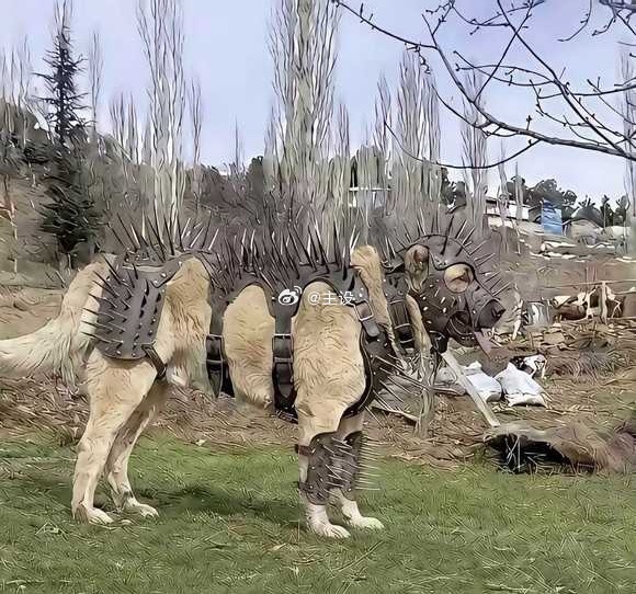 我让狗穿上这个，能打过狼吗 