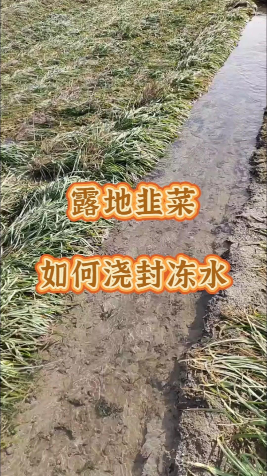 1️⃣掌握适宜的时间：在每年的12月上旬时进行，此时的温度在5度左右，浇水最为合
