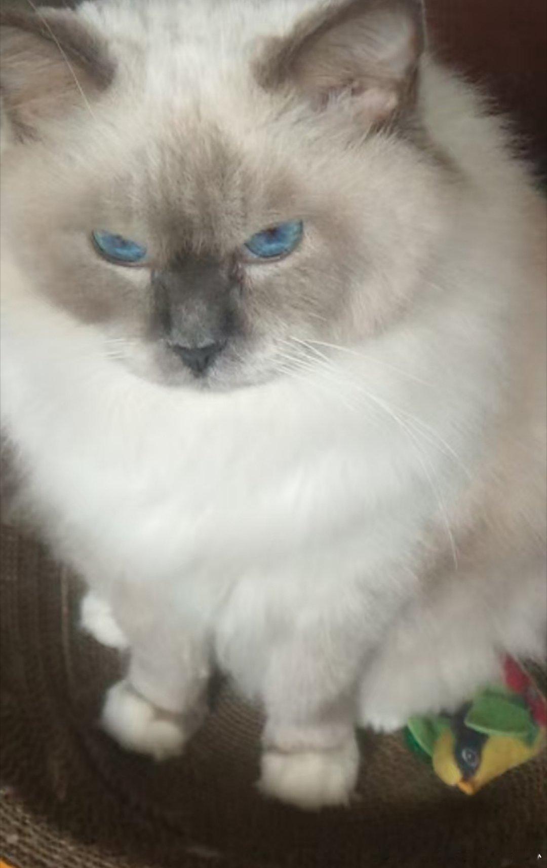 我妈天天狂喂猫，我说太胖了少喂点，她说一点都不胖，还说猫天天出去跑着玩锻炼[微笑