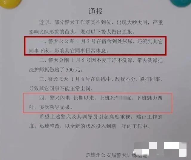 警犬被通报：上班死气沉沉到处尿尿
云南楚雄州公安局警犬训练基地四只警犬被通报：工