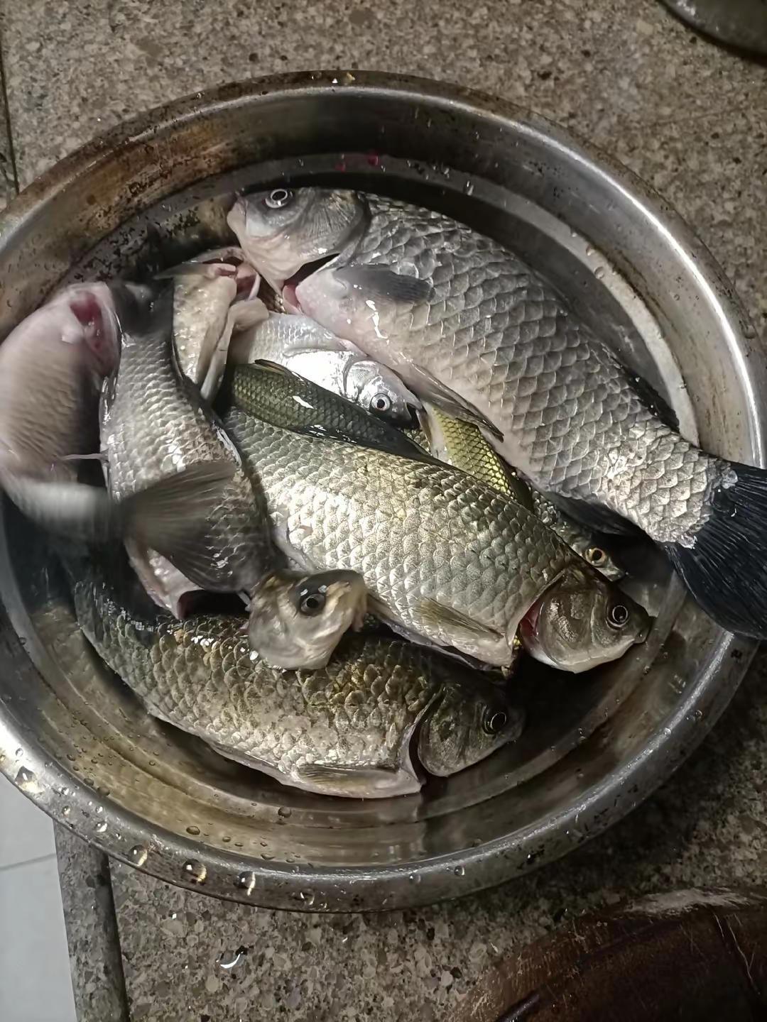 2个半小时，钓了3斤4两，主要是桃花麦鲮，还有6条鲫鱼。前半个小时真是一口都没有