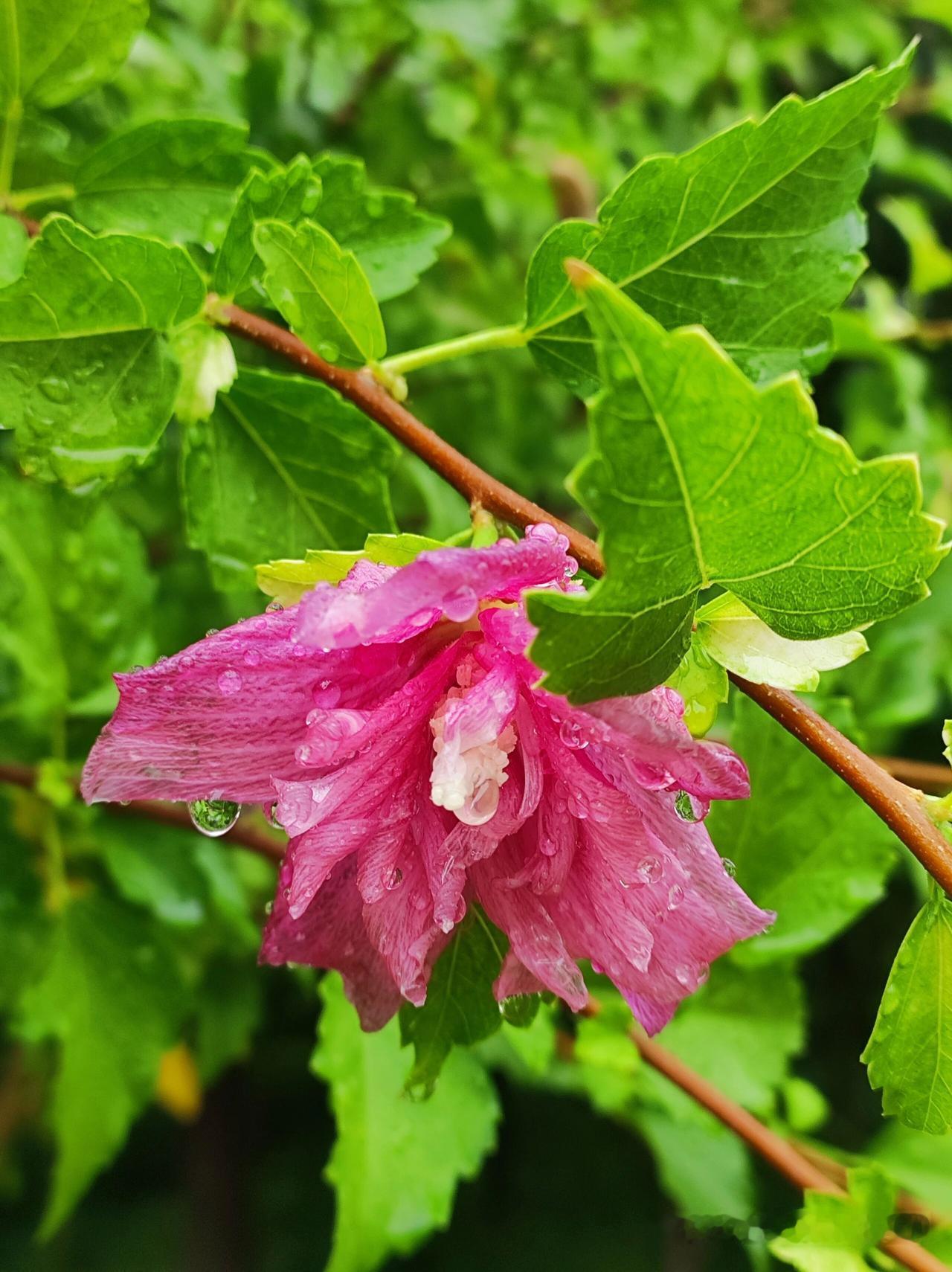 预报明天有雨

连续高温，花都干巴了。翻出以前雨后拍的花草，望梅止渴吧。