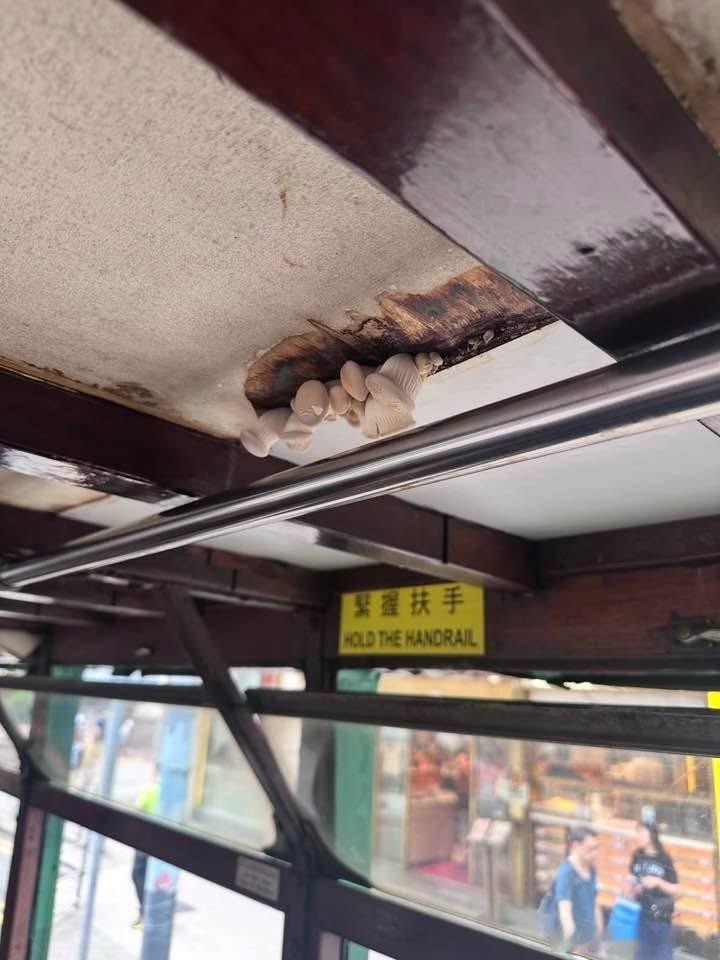 香港電車生長了“菇類”？🤔香港 ​​​