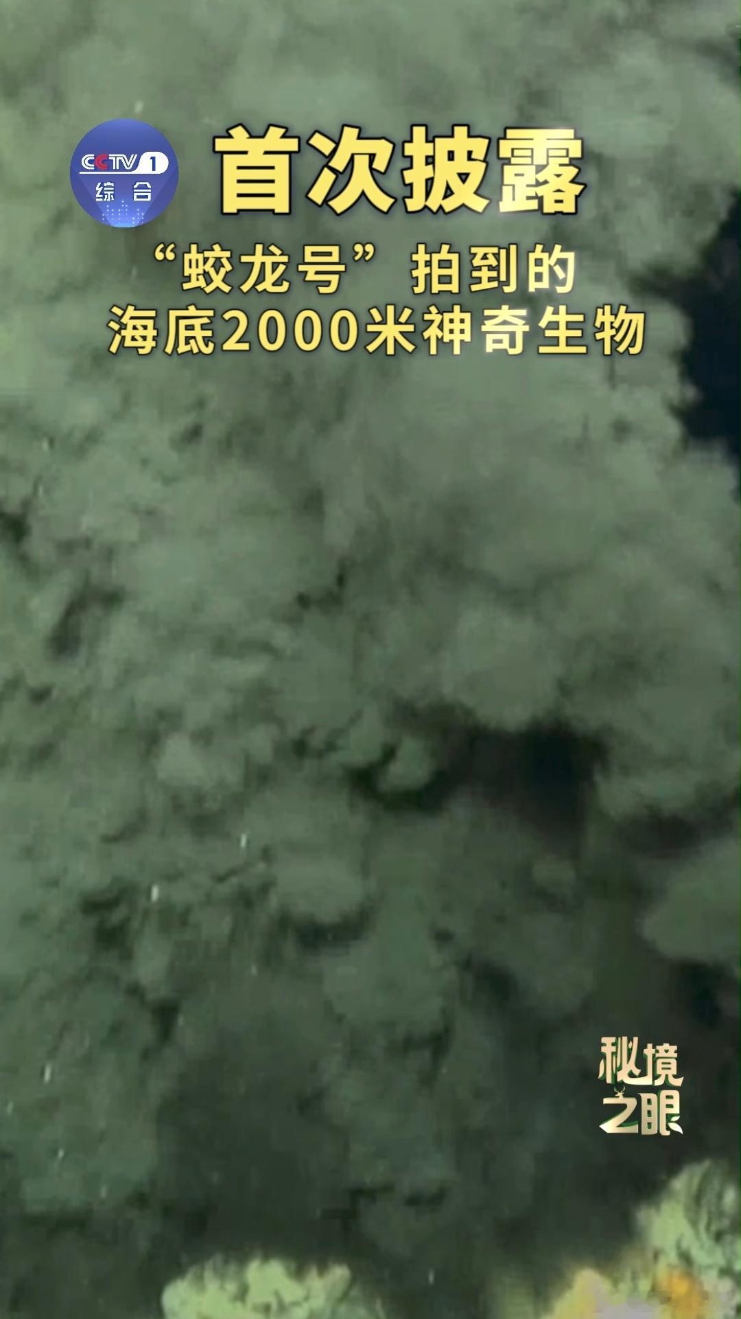 蛟龙号在海底2000米看到了啥 大家快来看！谁能拒绝一场来自2000米深海的视觉