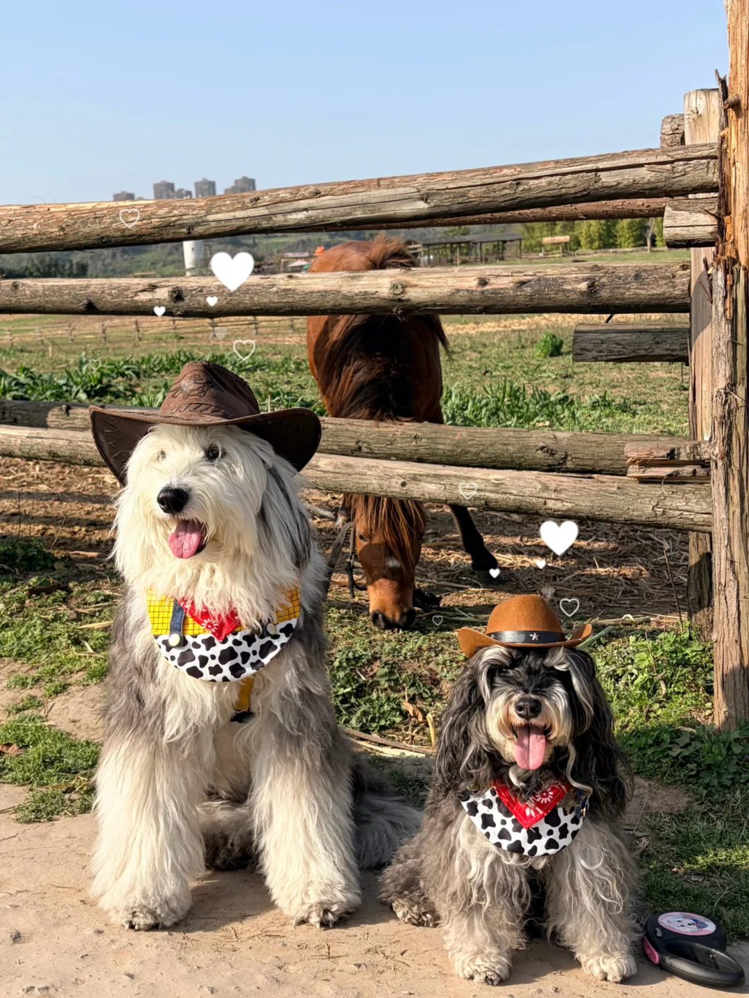 听说能把狗狗养到老年的主人不简单