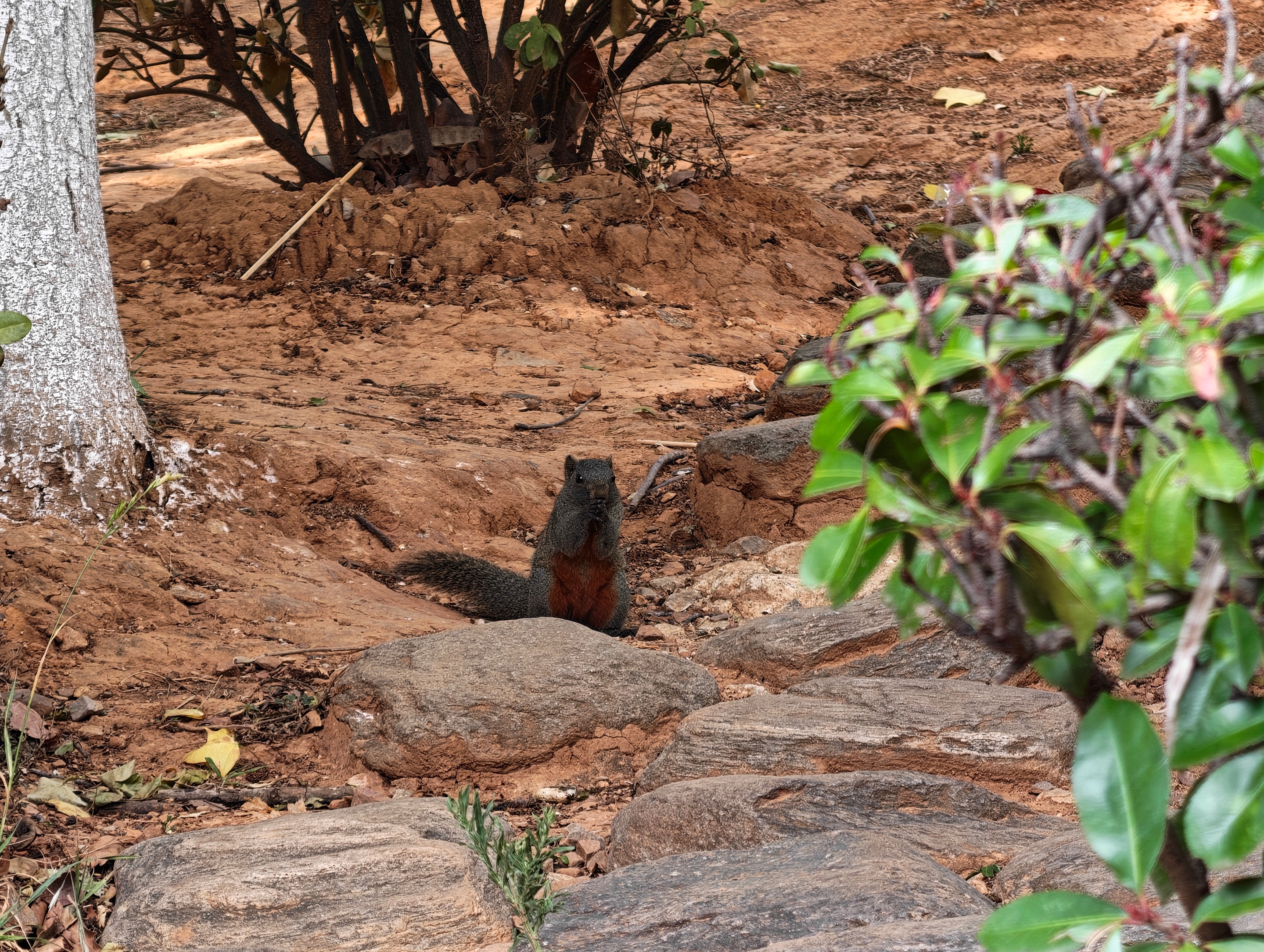 偶遇一只肥嘟嘟的小松鼠🐿️ 大理·洱海公园