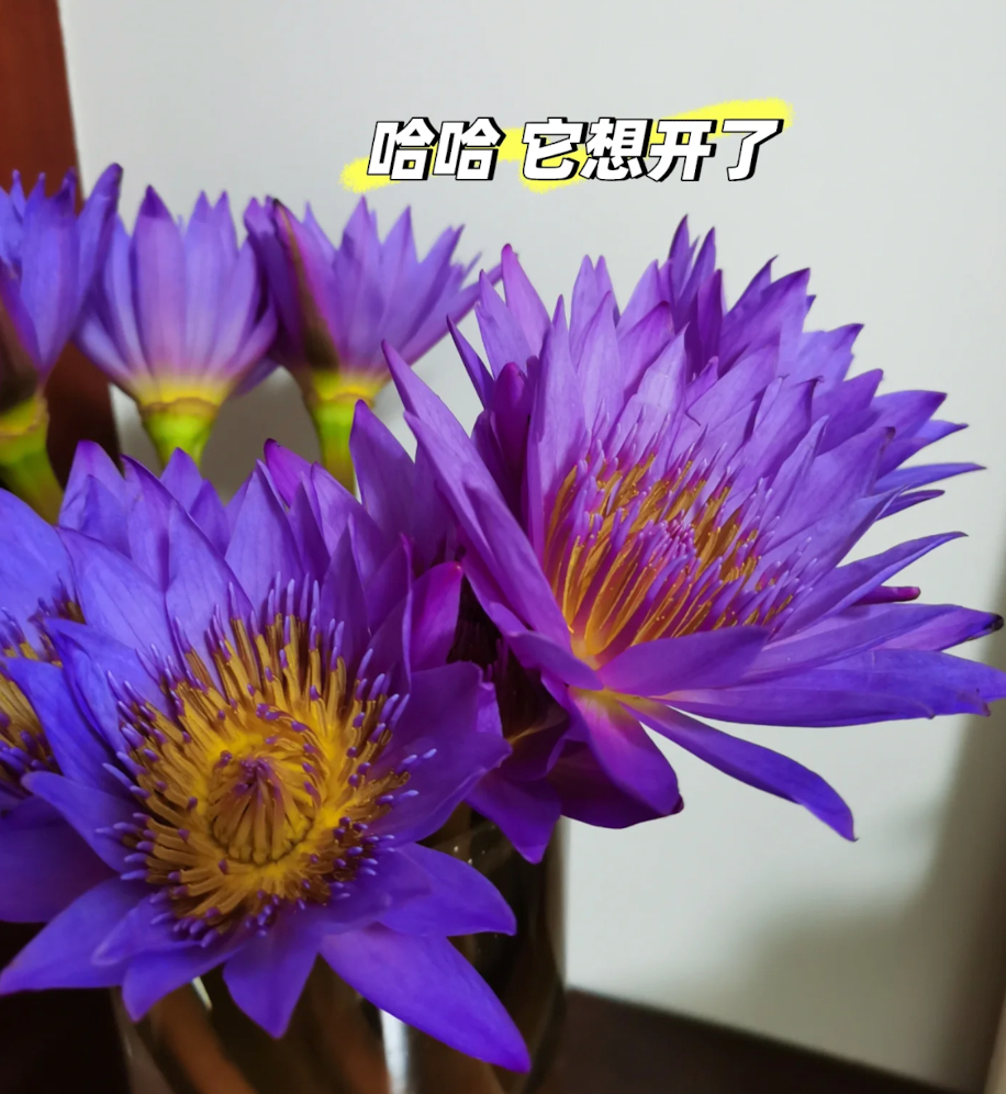 这种醒花方式还是第一次见 刷到网友学网上“暴力”醒花，对着花苞一顿猛扇，结果直接